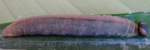 Telicota augias krefftii - Final Larvae